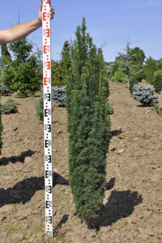 Taxus baccata 'Fastigiata Robusta'